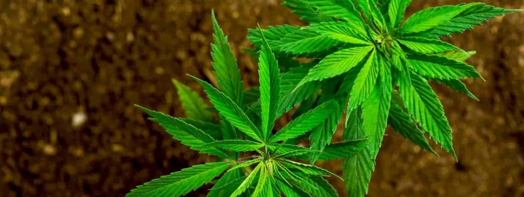 Конопен протеин – за или против