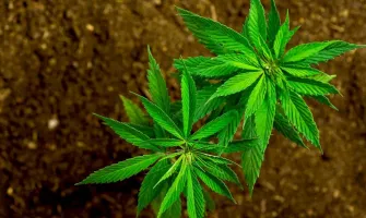 Конопен протеин – за или против