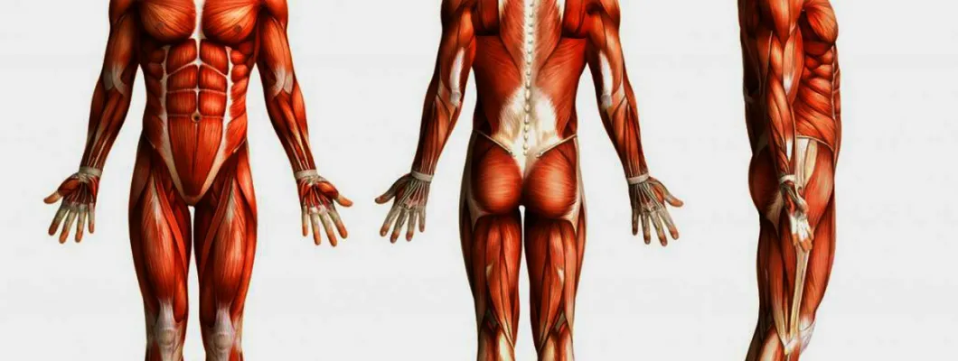 Мускулите в човешкото тяло – какво всъщност представляват те