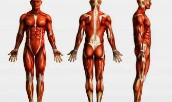 Мускулите в човешкото тяло – какво всъщност представляват те