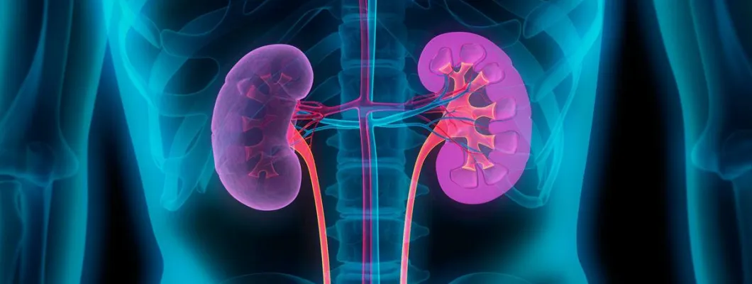 Проблем с бъбреците – какви добавки да приемаме